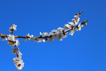 an apricot trees in blossom blue sky