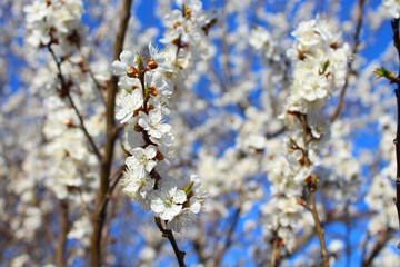 an apricot trees in blossom blue sky