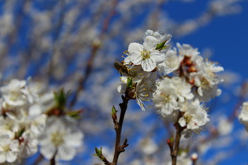 an apricot trees in blossom blue sky