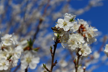 an apricot trees in blossom blue sky