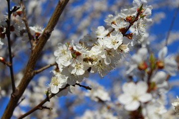 an apricot trees in blossom blue sky