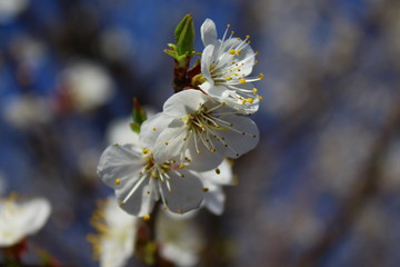an apricot trees in blossom blue sky