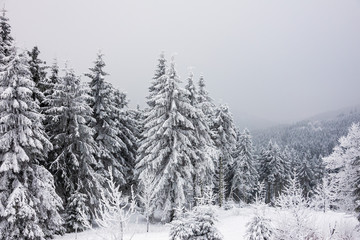 Winter mit Schnee im Thüringer Wald bei Oberhof
