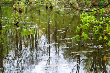 Dark red and moss green in the swamp. A beautiful swamp brown in green forest.