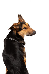 Obraz premium Adorable mixed-breed dog sits at white background