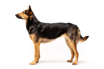 Adorable mixed-breed dog stands at white background