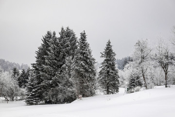 Winter mit Schnee im Thüringer Wald bei Oberhof