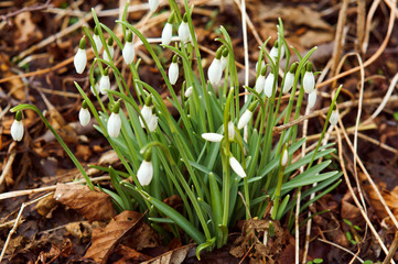 Snowdrops in dry grass. Flowering snowdrops in spring. White small spring flowers.