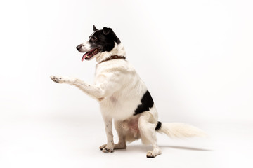 Fototapeta na wymiar Adorable mixed-breed dog sits at white background