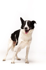 Adorable mixed-breed dog stands at white background