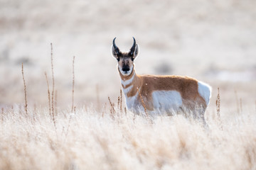 Pronghorn in Antelope Island State Park, UT © kojihirano