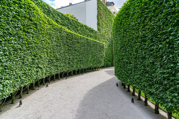 path in the garden - green hedge