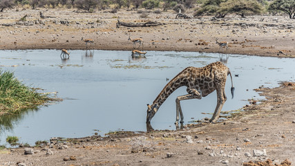 Fototapeta na wymiar Giraffe drinking in a waterhole in Etosha National Park