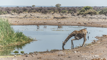Fototapeta na wymiar Giraffe drinking in a waterhole in Etosha National Park