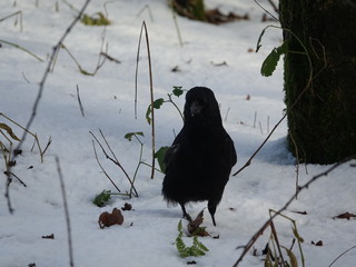 Carrion crow (Corvus corone corone) 