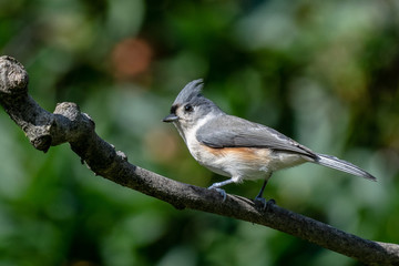 Tufted Titmouse 01