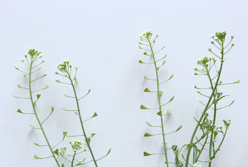 Shepherd's purse plant ,Capsella bursa-pastoris isolated on white background. Medicinal plant