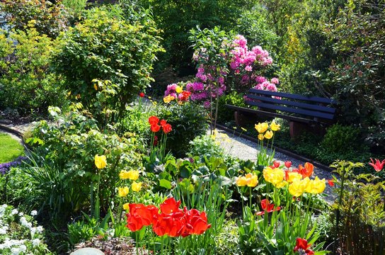 beautiful garden with tulips