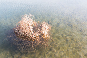 a dry shrub in the water