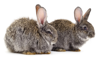 Gray rabbits isolated.