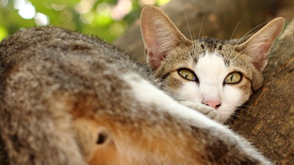 The cat is sleeping on the tree.