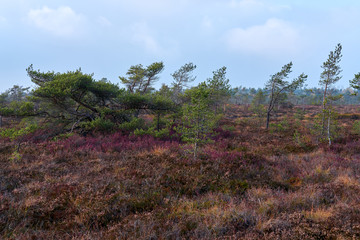 Obraz premium NSG „Schwarzes Moor