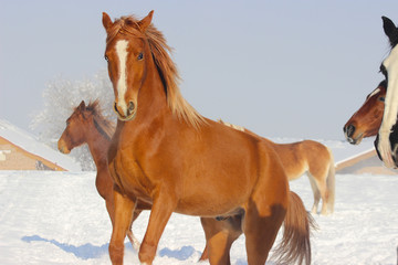 purebred arabian young stallion plays in winter