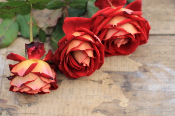 Red roses on the wooden table