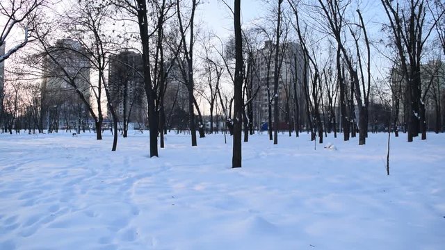 Many different trees in the winter Park of the city. Landscape.