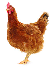 Brown hen isolated.