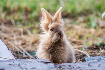 A young miniature rabbit. Close-up of a brown rabbit with big raised ears. A beautiful portrait of a little bunny.