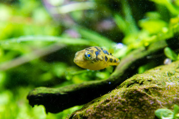 Dwarf Puffer (Carinotetraodon travancoricus) swimming in planted aquarium