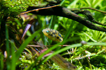Dwarf Puffer (Carinotetraodon travancoricus) swimming in planted aquarium © Chonlasub