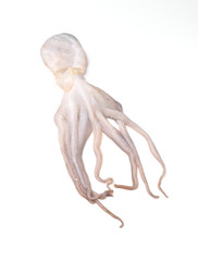whole raw octopus isolated on white background