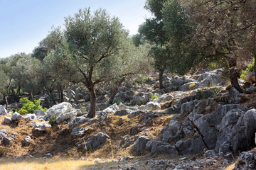 Rocky hillside with growing trees on a sunny day.