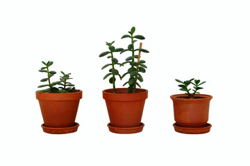 Pots with houseplant for home. Crassula ovata jade plants, money trees. Collage with juicy green Crassula in ceramic brown pots, isolated on white background.