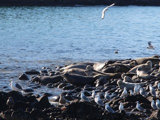 Ringed seal (Pusa hispida or Phoca hispida, also known as the jar seal and as netsik or nattiq)...