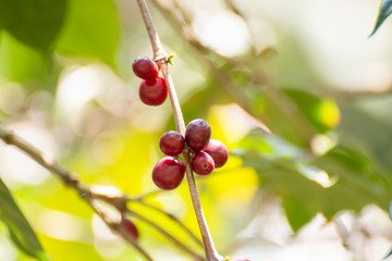 Close-up of fresh coffee beans on tree.