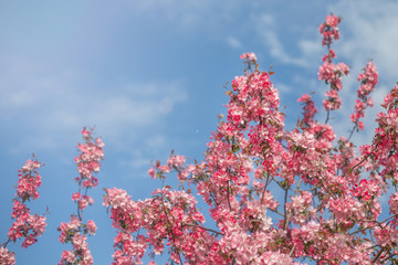 Beautiful pink spring tender flowers blossom. Pink cherry flower on bright blue sky. Spring time flowers background. Pink sharp and defocused flowers blooming tree