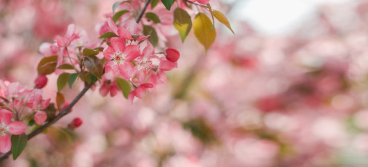 Fototapeta premium Beautiful pink spring tender flowers blossom. Pink cherry flower close-up. Spring time flowers background. Pink sharp and defocused flowers blooming. Copy space for text horizontal.