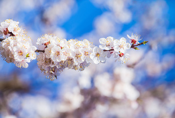 Apricot plum tree Blossom in spring time, beautiful white flowers, soft focus. Macro image with copy space. Natural seasonal background.