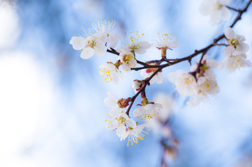 Apricot plum tree Blossom in spring time, beautiful white flowers, soft focus. Macro image with...