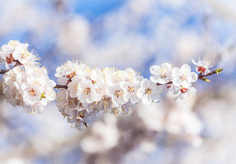 apricot plum tree Blossom in spring time, beautiful white flowers, soft focus. Macro image with copy space. Natural seasonal background.