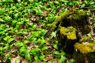 wild garlic field at wood, before blooming at march