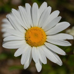 Common daisy, Leucanthemum vulgare