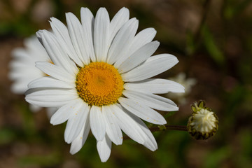 Common daisy, Leucanthemum vulgare