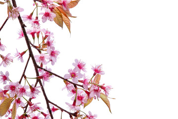 Cherry blossom flowers , sakura flowers on white background.