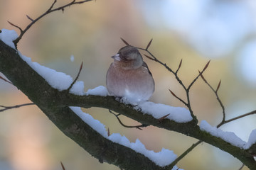 Finch on branch in the snow