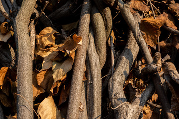 冬の暖かい日差し