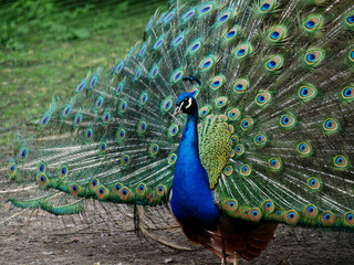 Obraz premium Peacock, a colorful bird showing its feathers